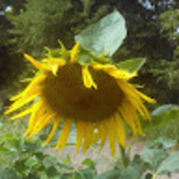 Meet your Posher, Debbie - Picture 1 of 1